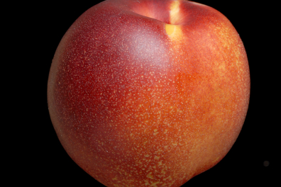 Nectarine (Prunus persicum var. nucipersica)